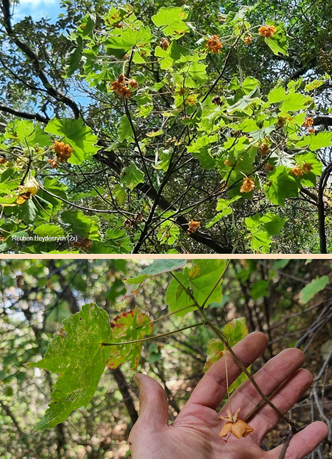Dombeya burgessiae